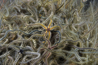 Common brittlestars